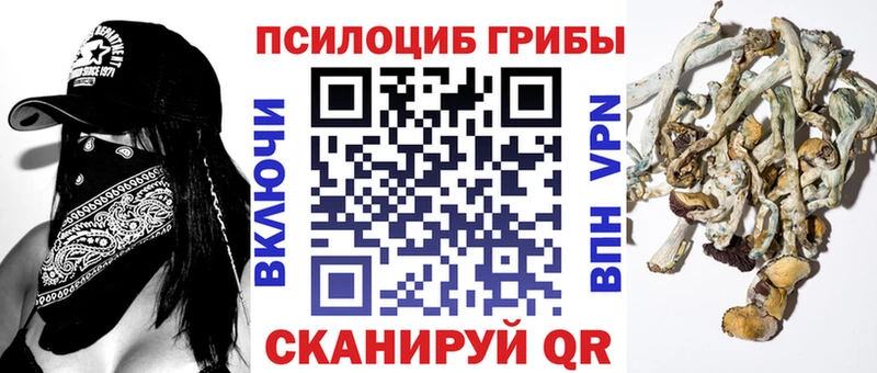 где купить наркоту  Устюжна  Псилоцибиновые грибы Psilocybe 